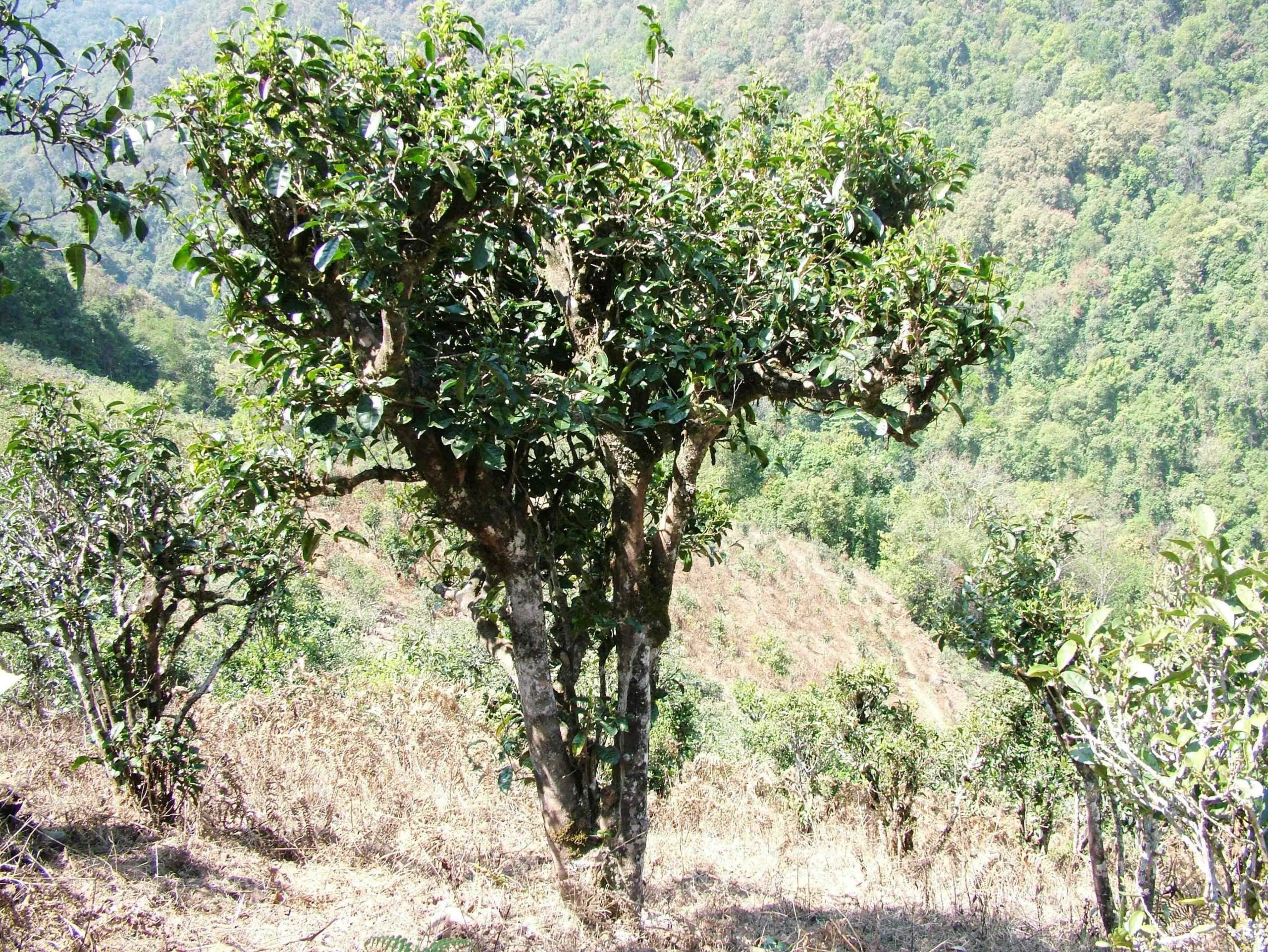 2022年景東御筆古樹(shù)春茶口感是什么？