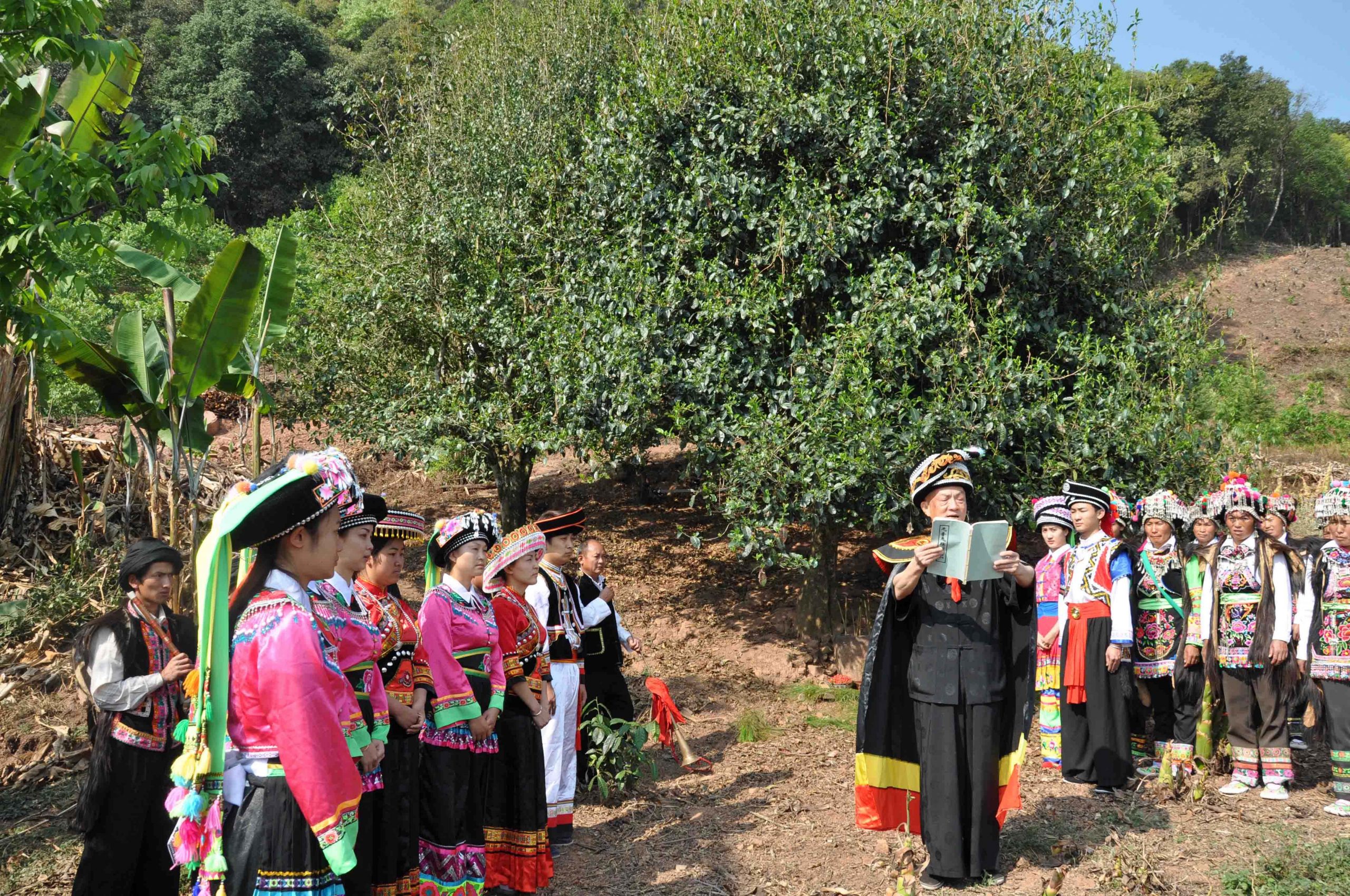 2022年景東御筆古樹(shù)春茶多少錢(qián)一公斤？