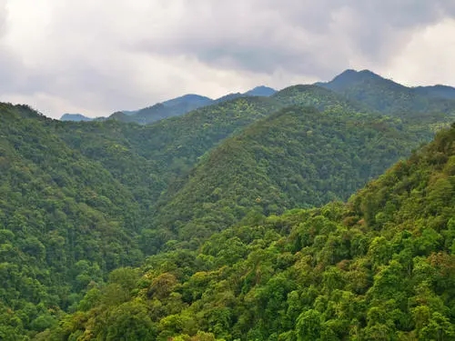 2022年無量山古樹春茶迎春“綻放”！