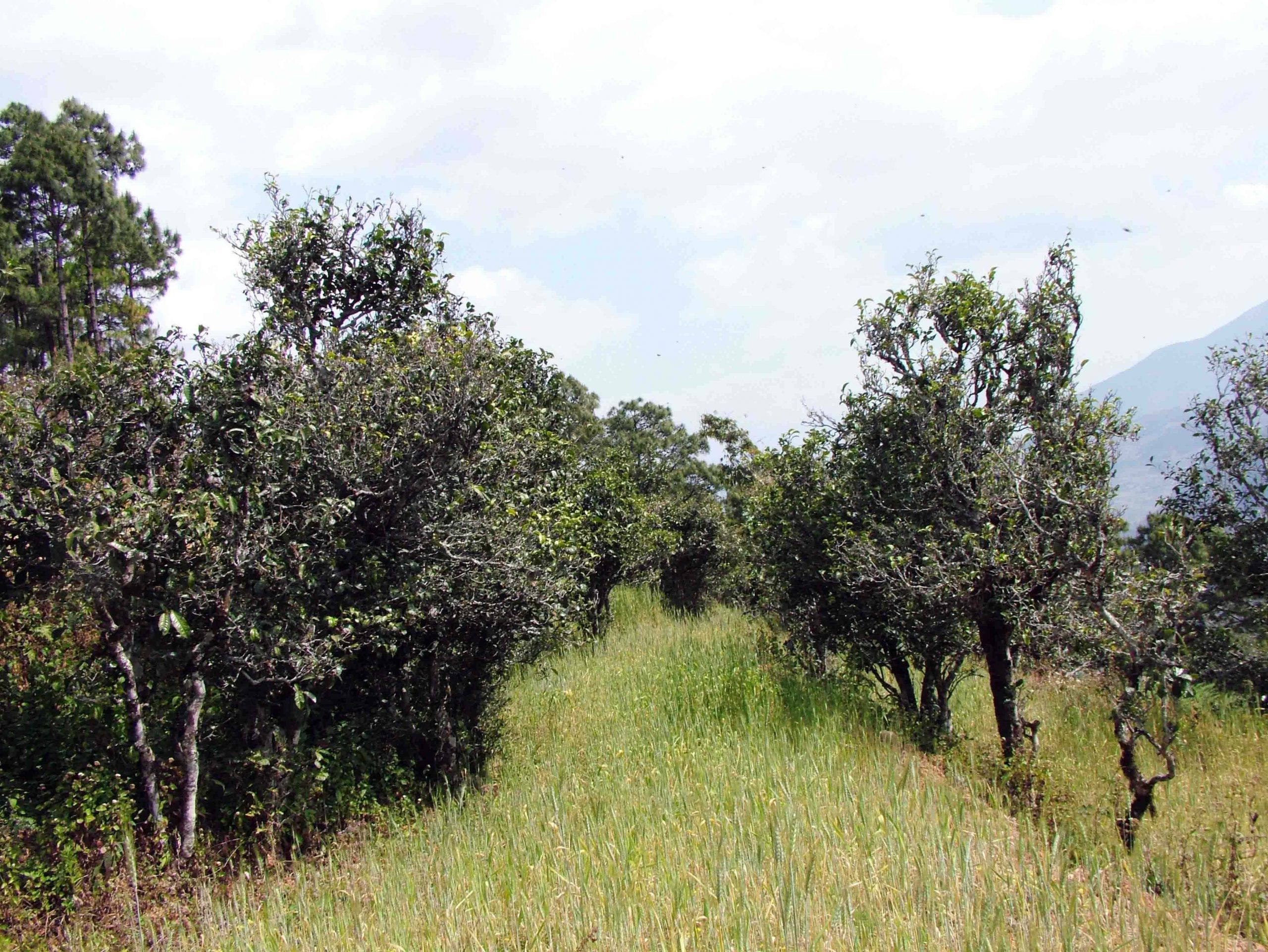 2022年景東老倉(cāng)福德古樹春茶口感特點(diǎn)？