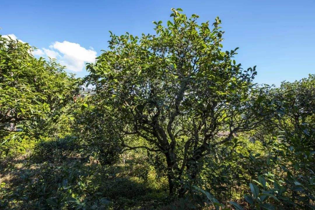 2022年鎮(zhèn)沅老海塘古樹春茶口感？