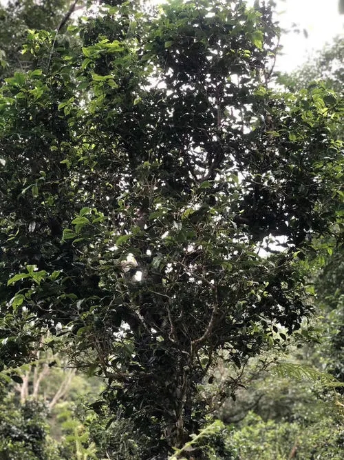 2022年鎮(zhèn)沅砍盆箐古樹春茶口感？