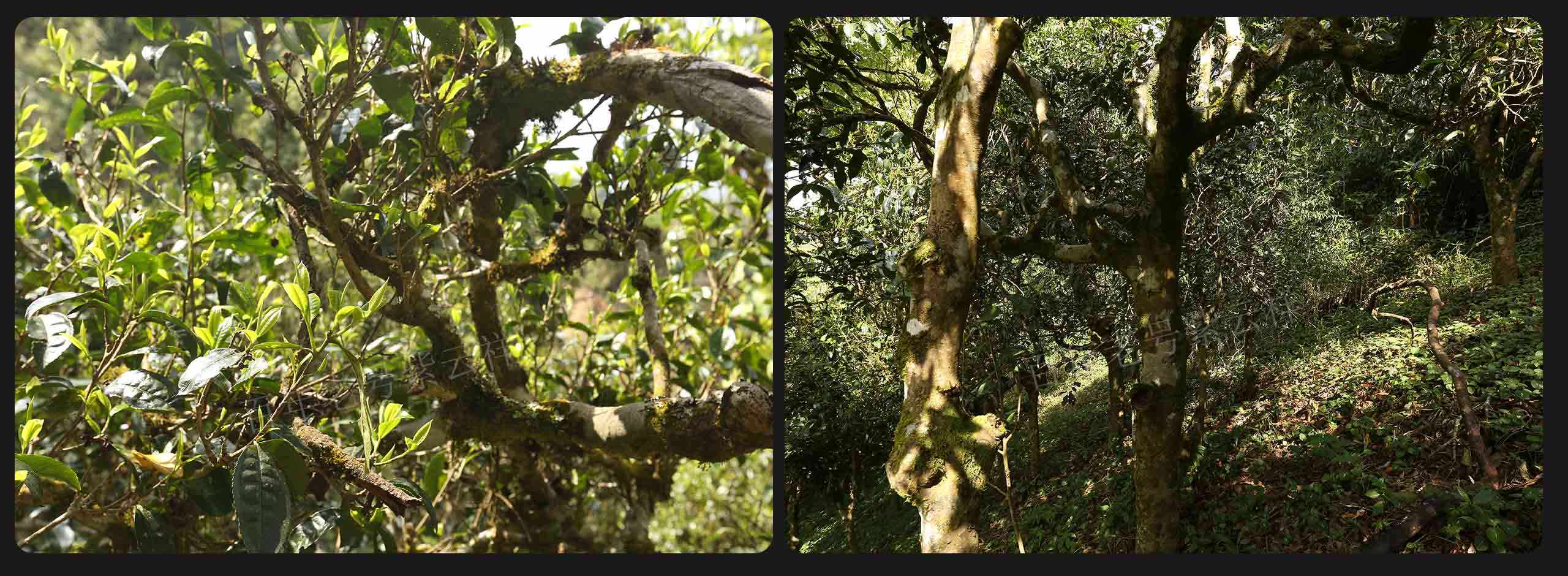 2022年大漆樹古樹春茶價格？