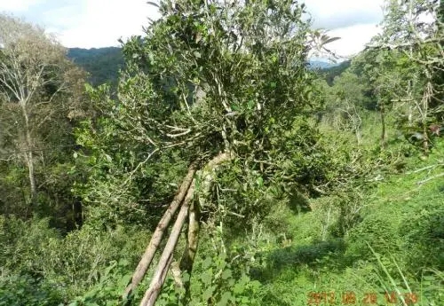 2022白沙河古樹春茶特點？