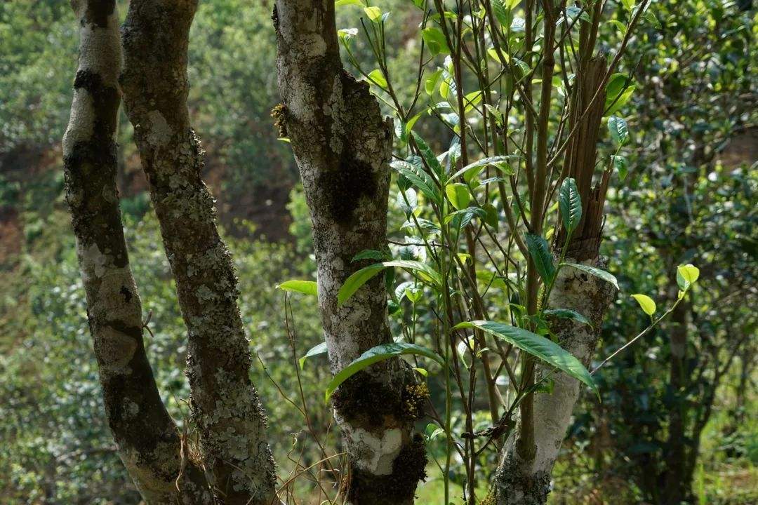 2022年刮風(fēng)寨茶坪古樹春茶特點？
