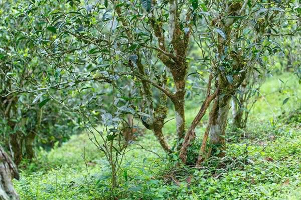 2022年刮風(fēng)寨茶坪古樹(shù)春茶口感？