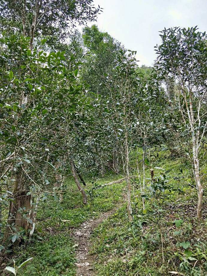 2022年多依樹古樹春茶特點(diǎn)？