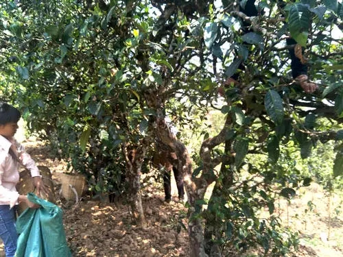 2022年易武張家灣古樹春茶特點？