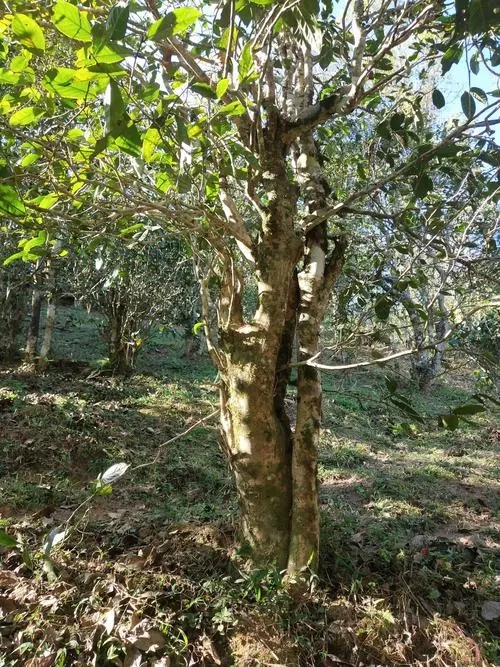 2022年易武張家灣古樹春茶多少錢一公斤？