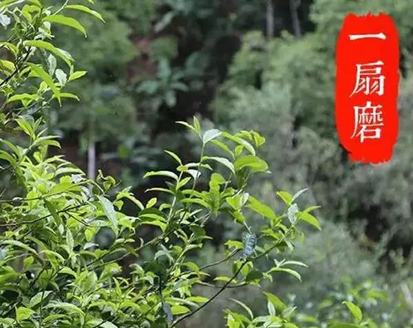 2022年,不可錯過的超微產(chǎn)區(qū)香椿林古樹春