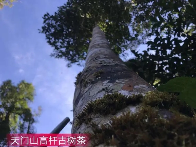 2022年天門山古樹春茶特點？
