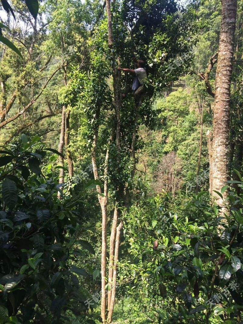 2022年天門山古樹春茶口感？