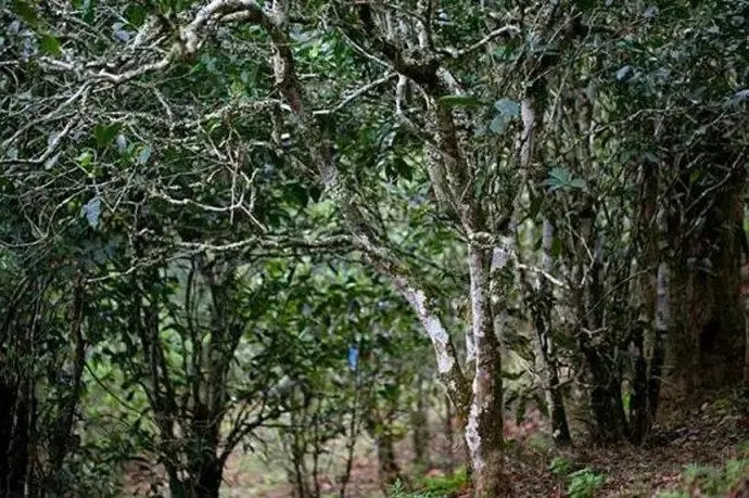 2022年高山寨古樹春茶特點(diǎn)？