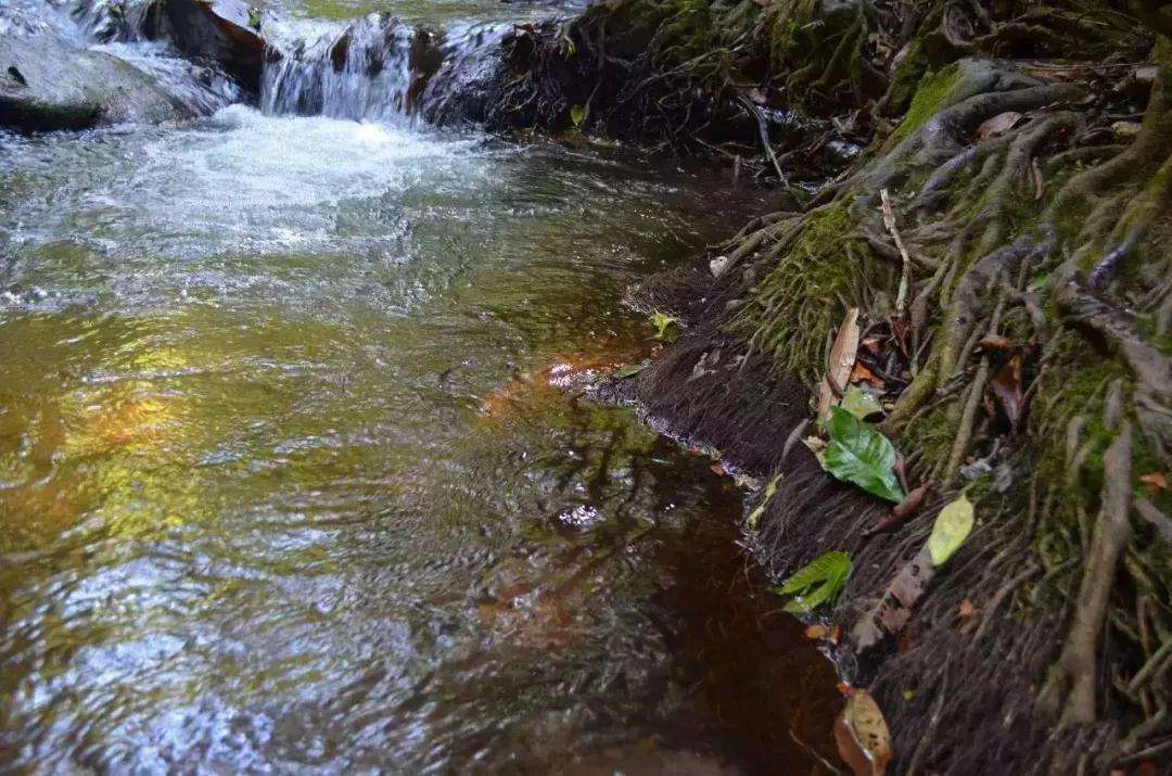 2022年銅箐河古樹春茶口感？