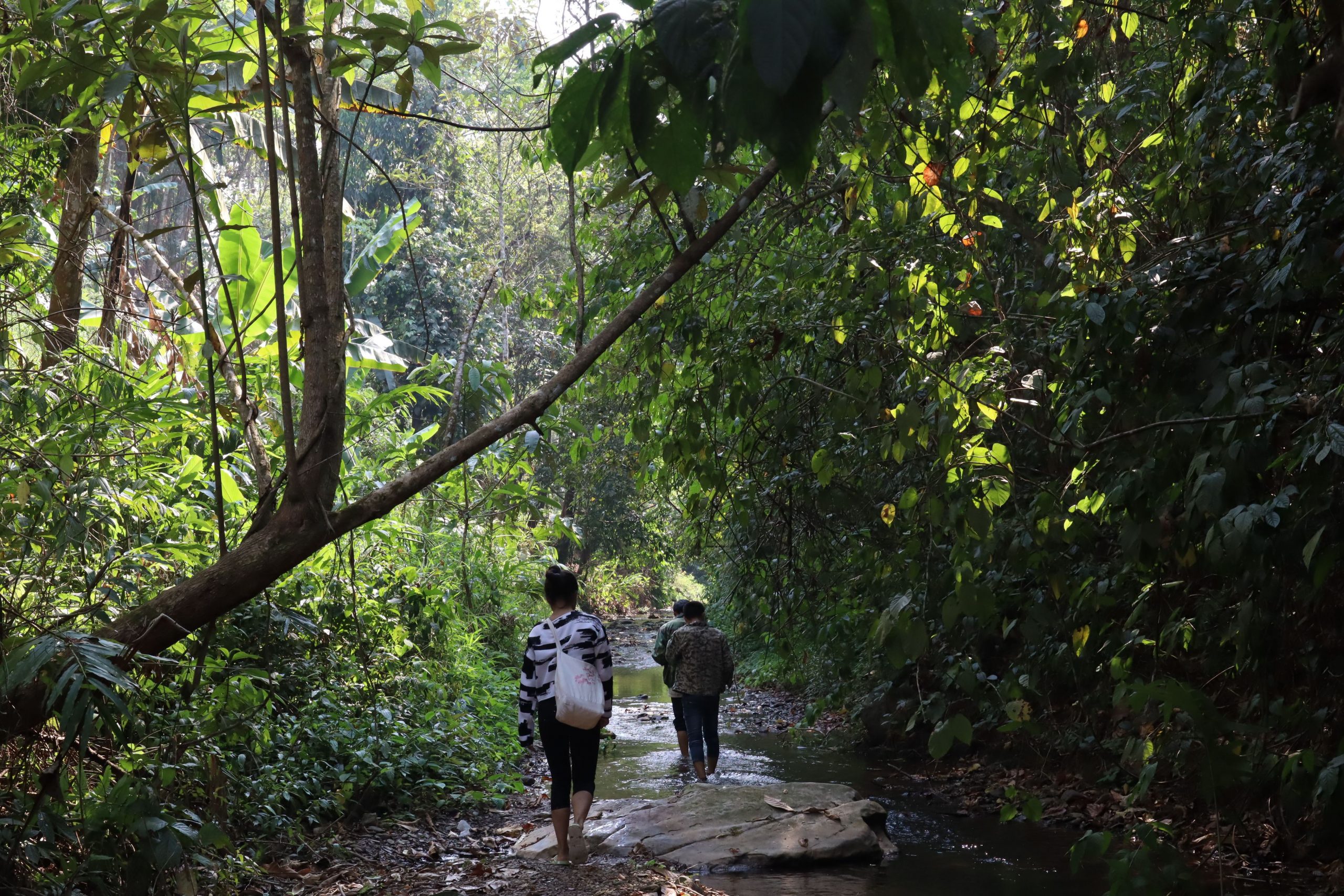 2022年蟒蛇箐古樹春茶口感？