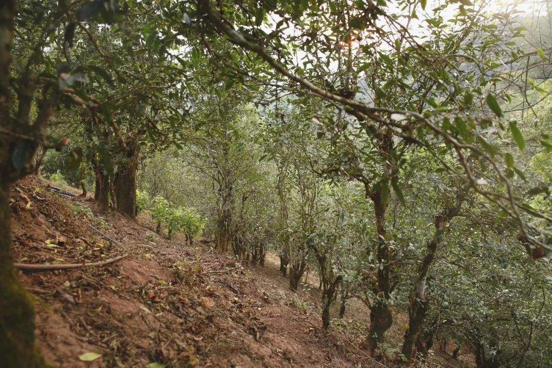 2022年倚邦曼拱古樹(shù)春茶口感？