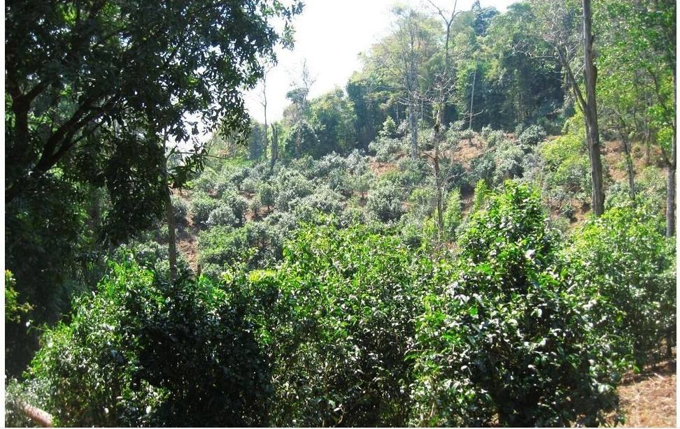 2022年大黑樹林古樹春茶口感？