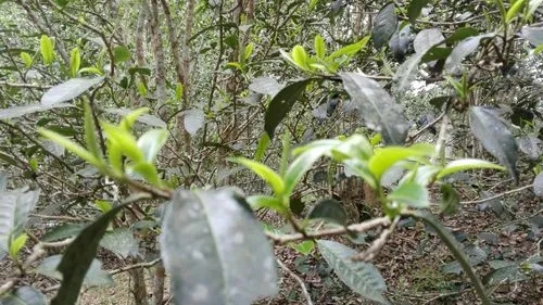 2022年蠻磚瓦龍古樹春茶口感！