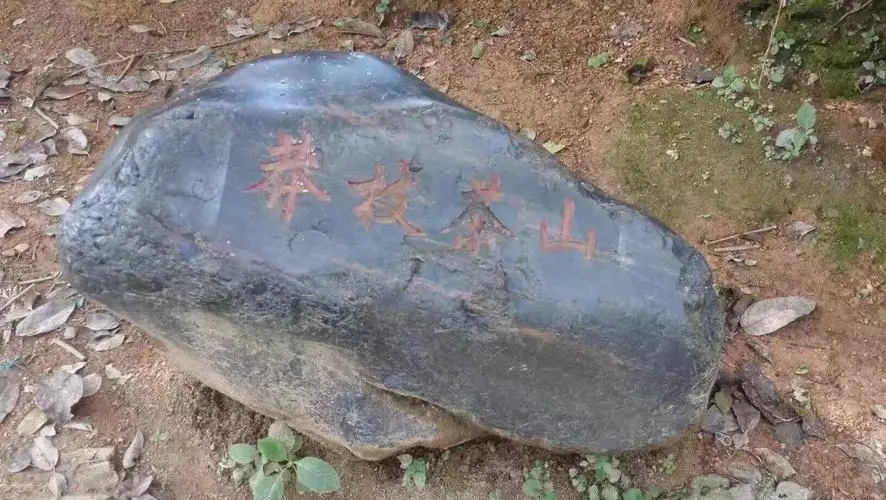 2022年莽枝古樹春茶特點？