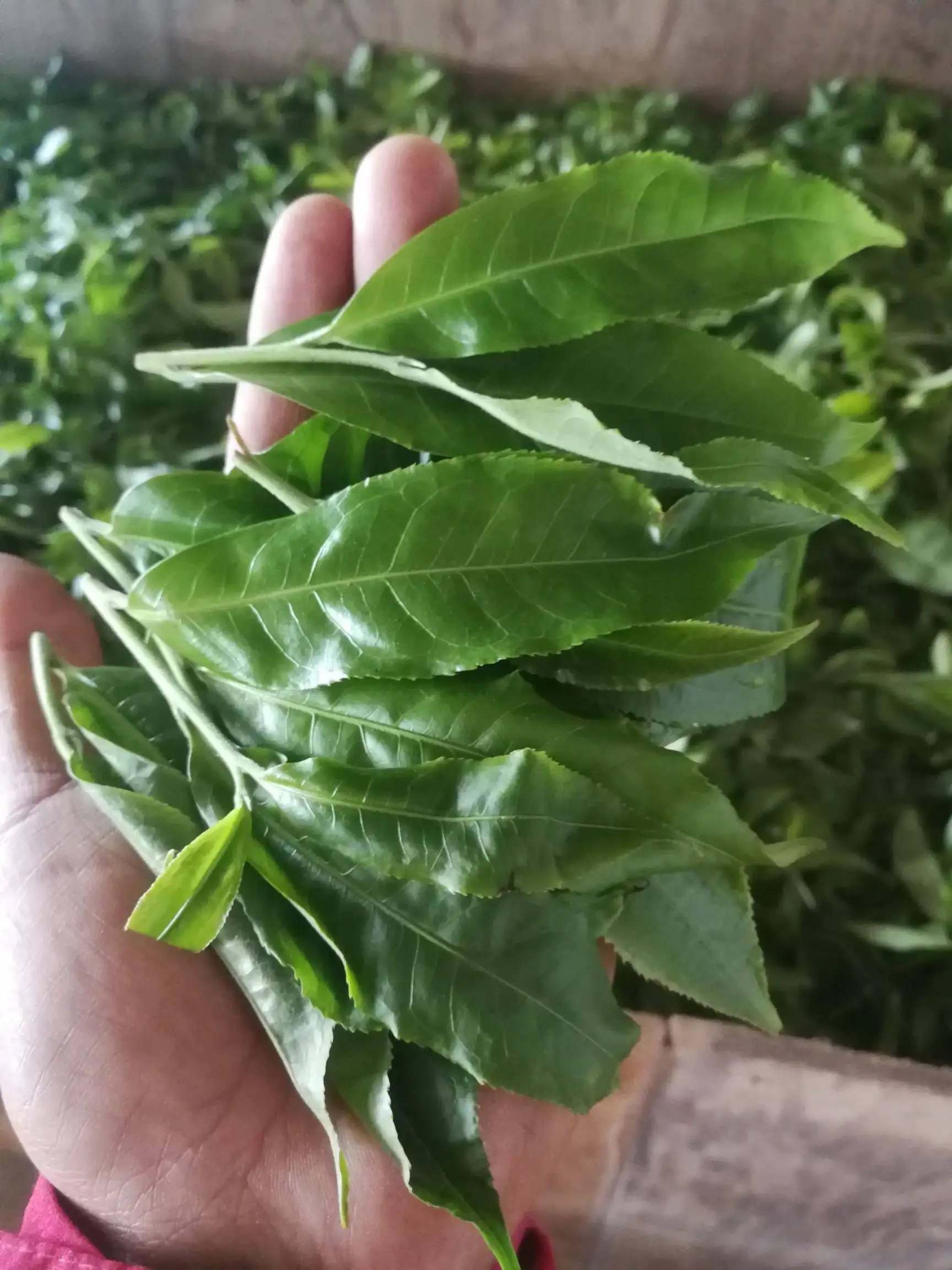 2022年易武曼秀古樹(shù)春茶價(jià)格？