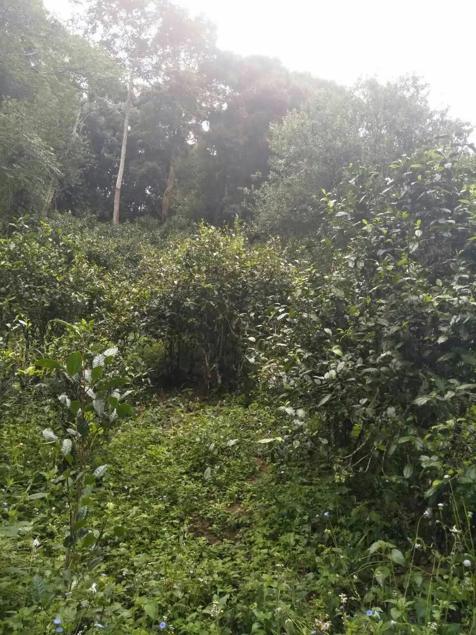 2022曼秀古樹(shù)春茶曾經(jīng)5公斤春茶現(xiàn)場(chǎng)競(jìng)拍出107萬(wàn)元