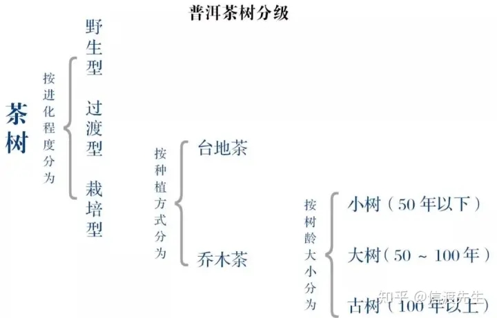 2022年按順序排列普洱茶樹等級 怎么分？