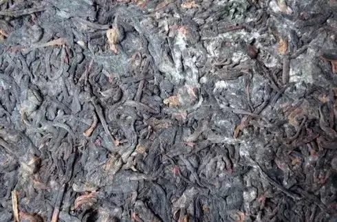 普洱茶泡了之后有霉味怎么辦？