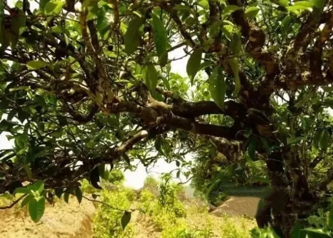 如何鑒別普洱茶樹(shù)齡？