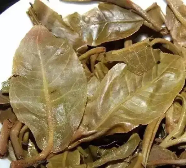 怎么看古樹普洱茶葉底？