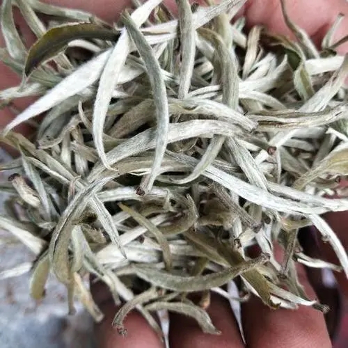 遇見月光白之美，存放四年云南古樹白茶