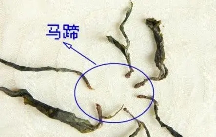馬蹄竟然還能喝？普洱茶里的馬蹄你有了解過(guò)嗎？