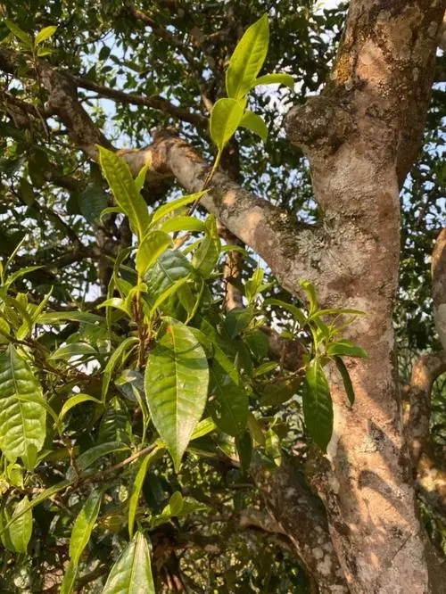 易武高桿 普洱長(zhǎng)頸？