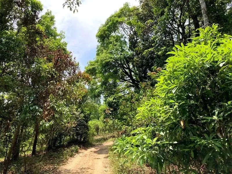 茶山紀實：犀牛塘，最近能火是有原因的