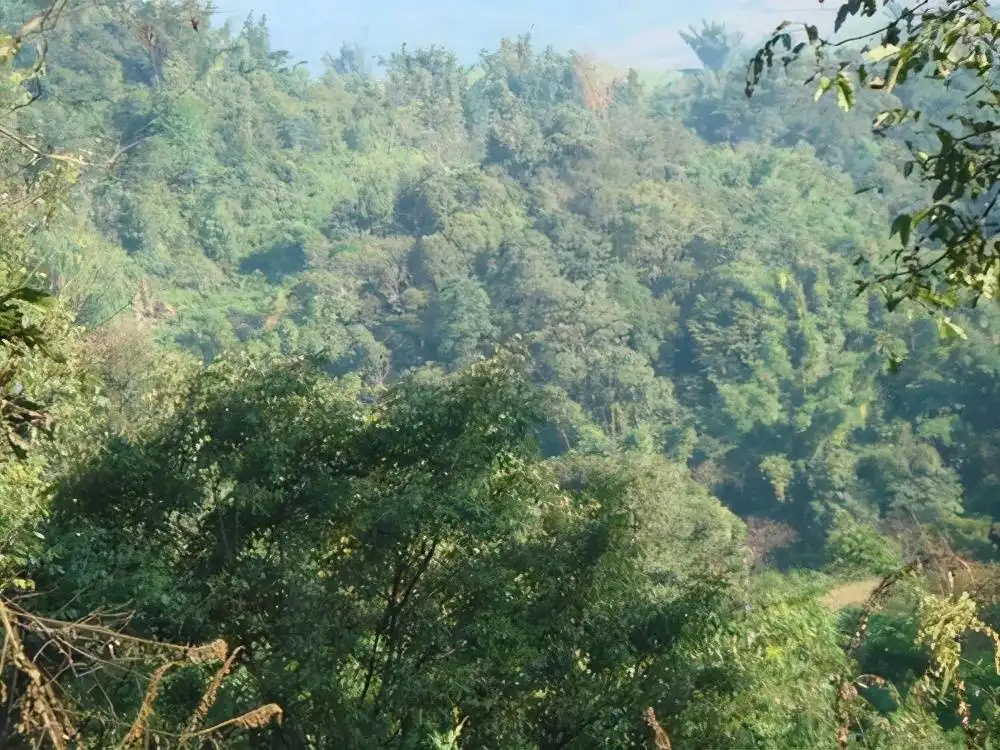 茶山紀(jì)實(shí)：再進(jìn)犀牛塘，不一樣的感覺；菁瑤可以預(yù)見的豐收年