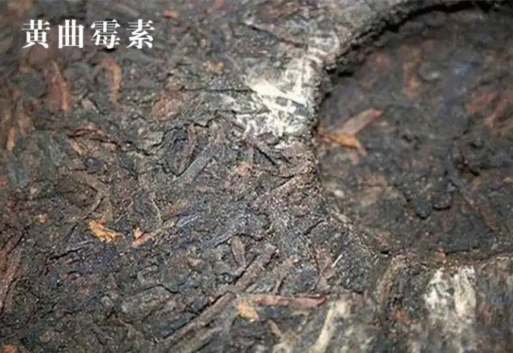 普洱茶有黃曲霉毒素，喝了會致癌？不黑不吹，咱用事實說話