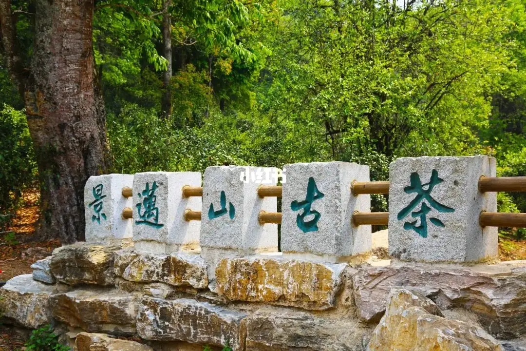 普洱茶的年份：新茶、老茶、中期茶、印級茶、古董茶