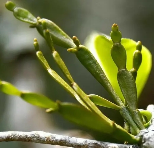 “螃蟹腳”是什么？