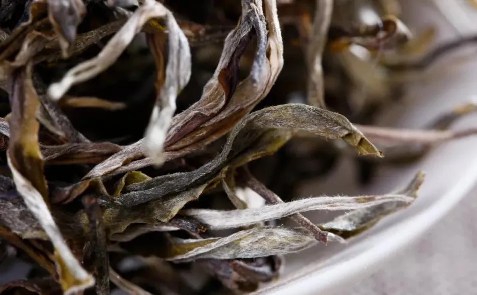 普洱茶樹生長的海拔越高，品質就越好嗎？