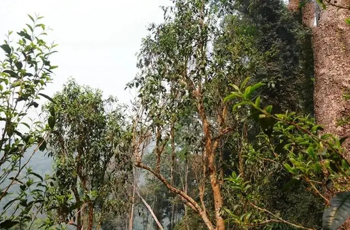 易武白茶園 | 量少珍稀古樹茶、易武茶中的佼佼者~香揚水柔有內質