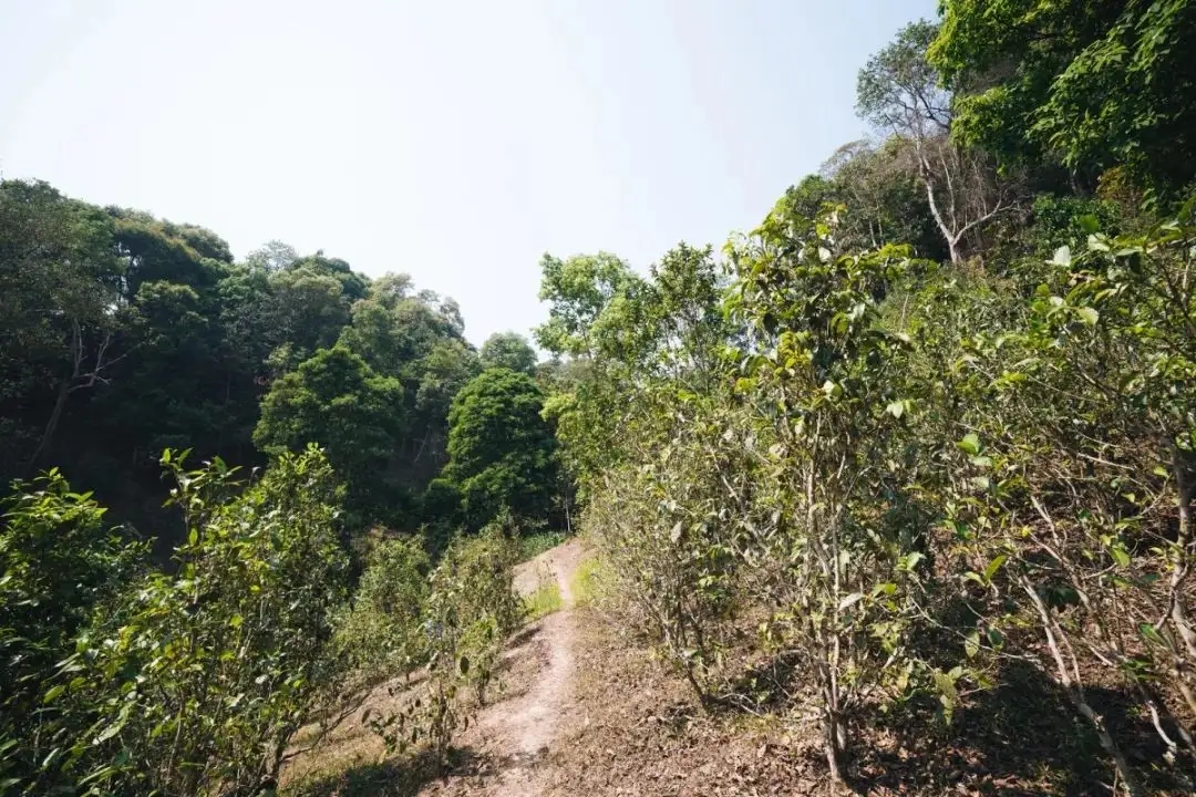 易武荒韻， 秘境白茶園