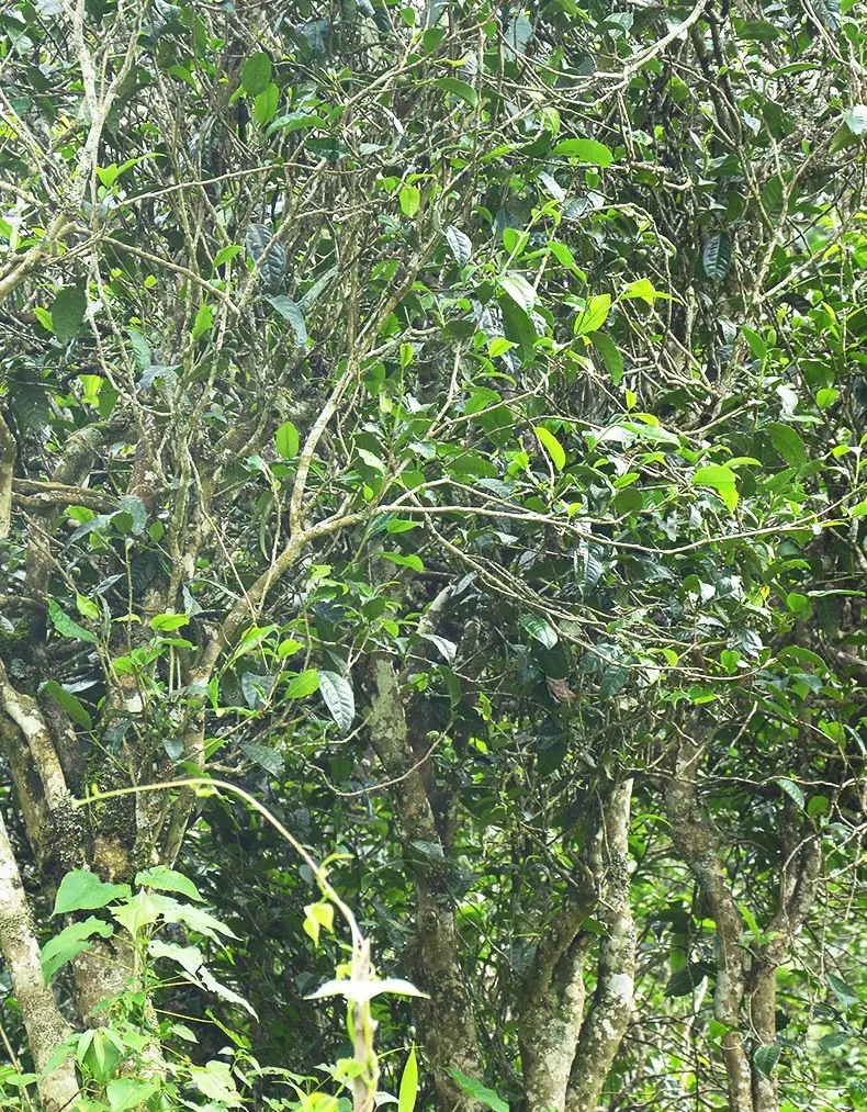 香竹箐：千年的觸摸，穿越時(shí)空的證明