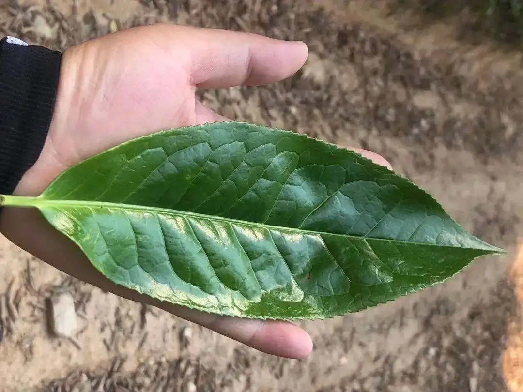 【茶百科】勐庫(kù)大葉種的適制性。