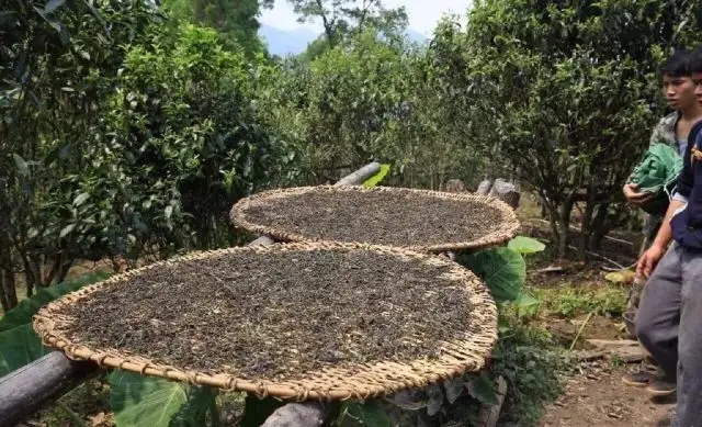 顛覆認(rèn)知！普洱茶的傳統(tǒng)工藝究竟是什么？