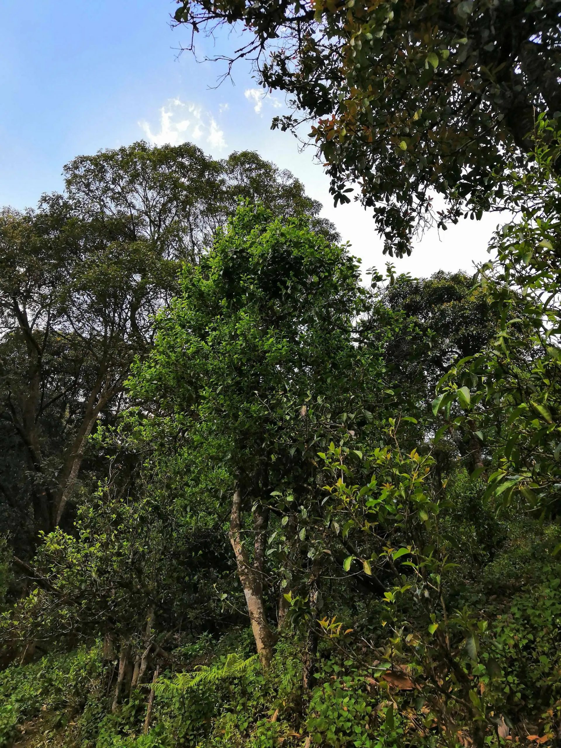 古樹茶的市場，未來該如何發(fā)展？