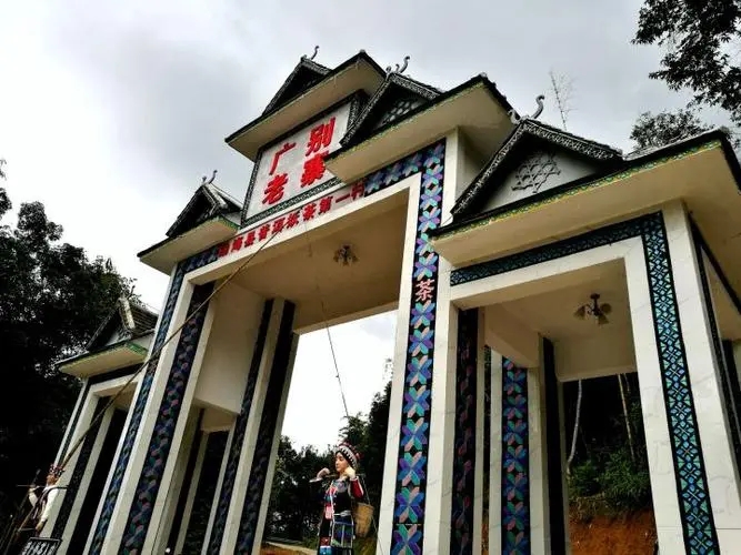 2023年廣別老寨古樹春茶品質如何?