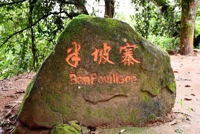 2023年半坡老寨古樹(shù)春茶價(jià)格是多少？