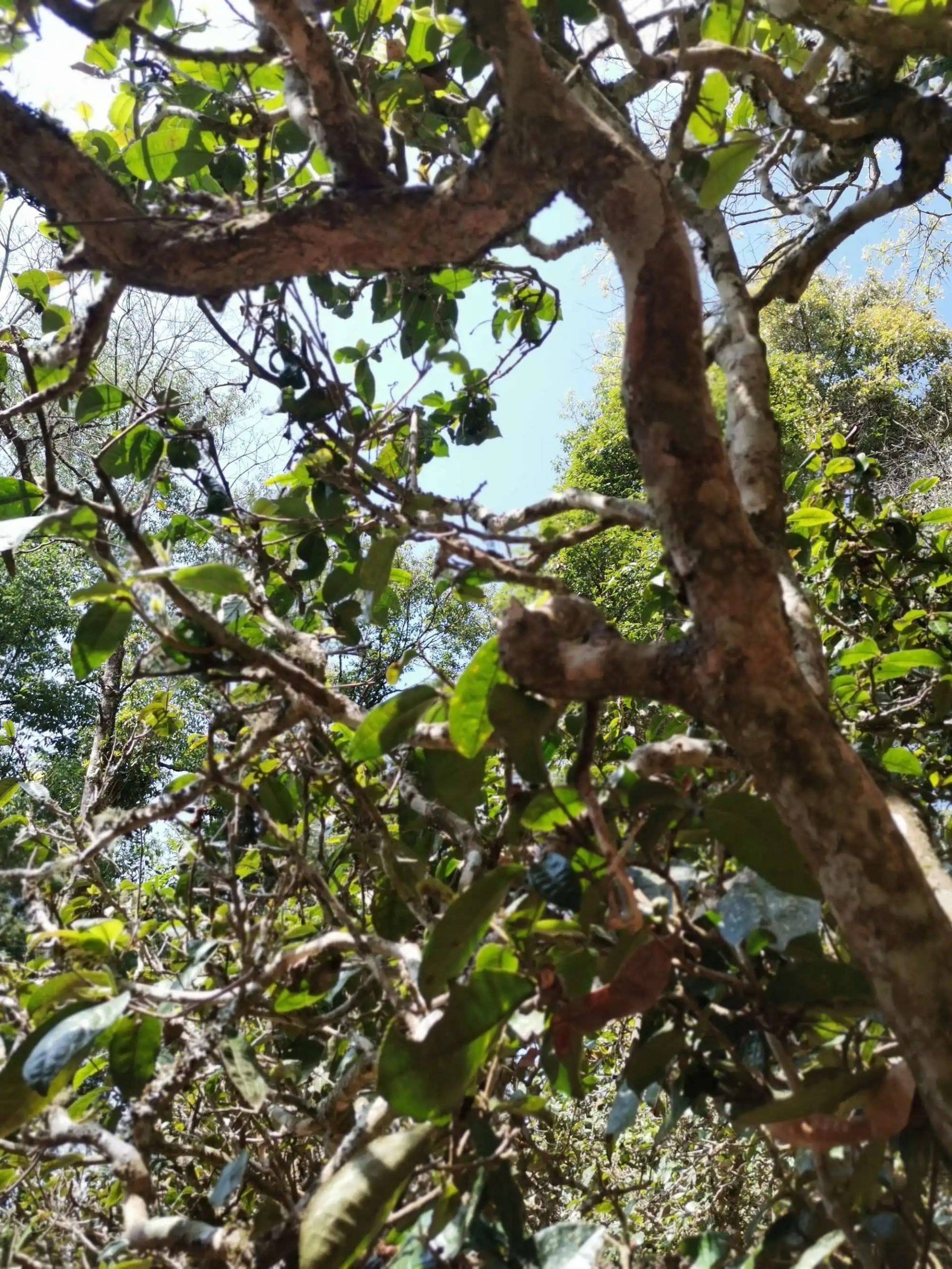 2023年那卡古樹春茶特點(diǎn)是什么？