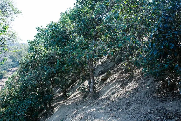 2023年那卡古樹春茶價(jià)格是多少？