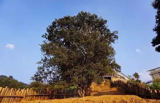 2023年邦崴古樹春茶價格多少？