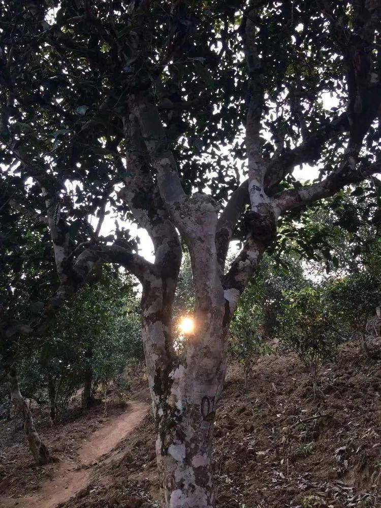 2023小戶賽古樹春茶口感是什么？